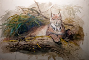 Der Kanadische Luchs (Felis canadensis), 1852